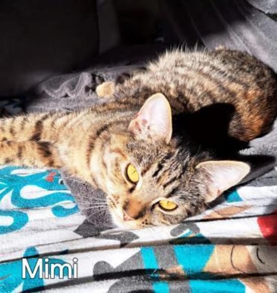 ZAZA - MIMI - EFFIE -