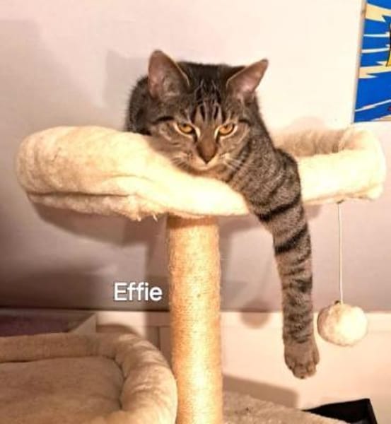 ZAZA - MIMI - EFFIE -