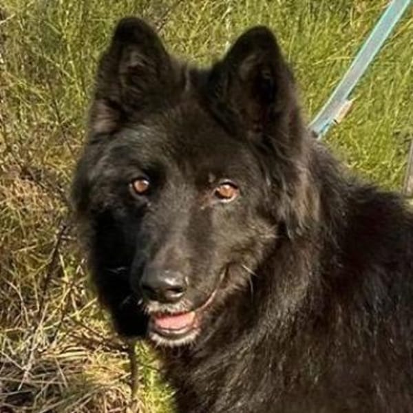 Aurela, geb. ca. 09/2018, 31547 Rehburg