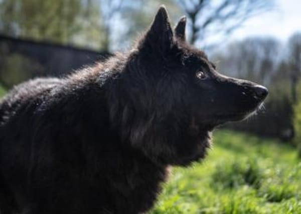 Aurela, geb. ca. 09/2018, 31547 Rehburg