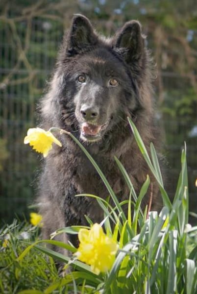 Aurela, geb. ca. 09/2018, 31547 Rehburg