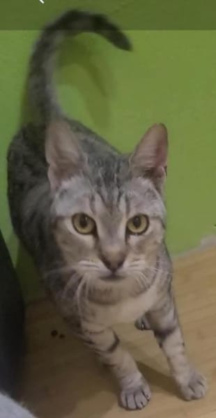 Liebe Tonja sucht Verständnis