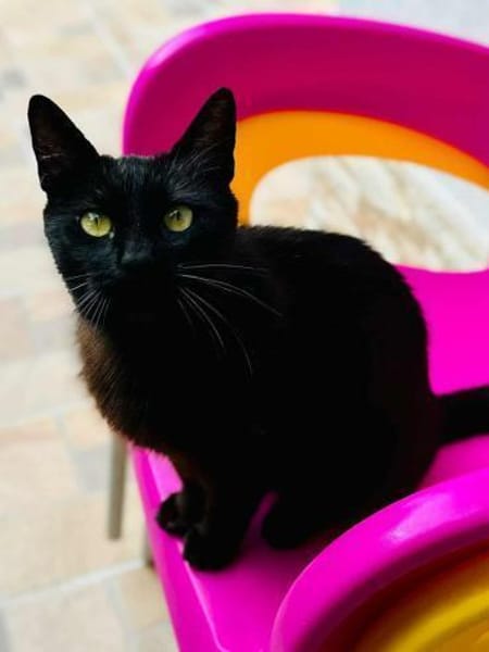 Lackfellchen Nia sucht ihre Familie