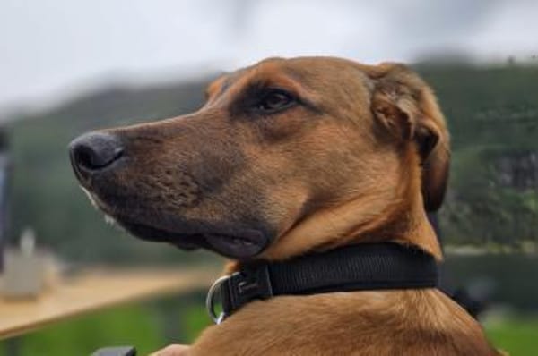 LASKOwartet in 25421 Pinneberg!