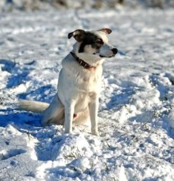 MAIK - intelligent & lernwillig........