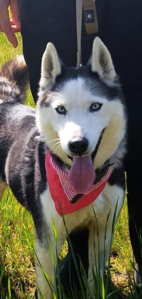 AMARA - junge clevere Husky-Hündin