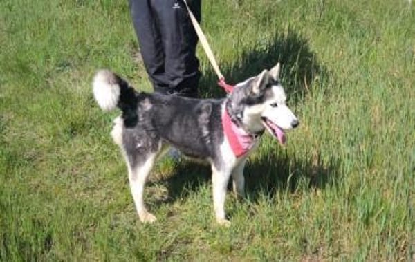 AMARA - junge clevere Husky-Hündin