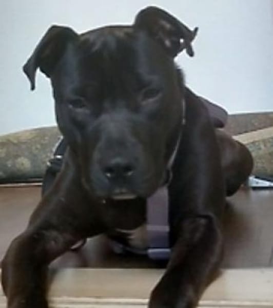 SPIKE - sucht dringend neues Zuhause....