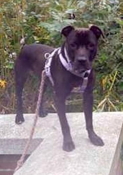 SPIKE - sucht dringend neues Zuhause....