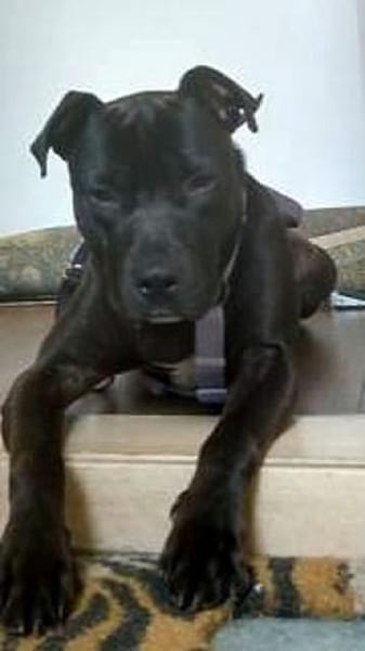 SPIKE - sucht dringend neues Zuhause....