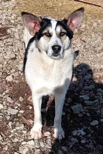 DONNA - liebevolle Hündin......