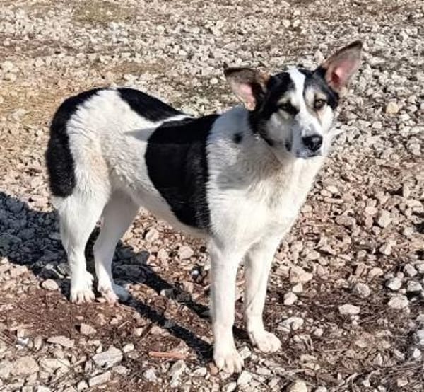 DONNA - liebevolle Hündin......