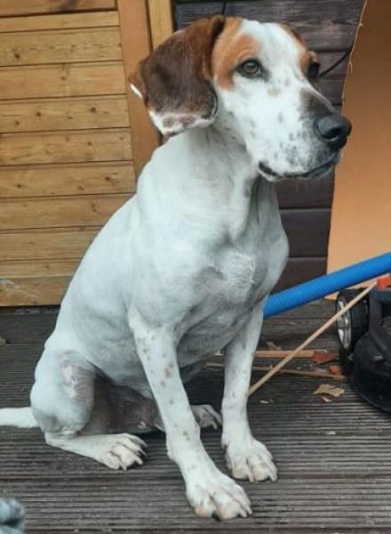 Zack, geb. ca. 10/2022, 23556 Lübeck