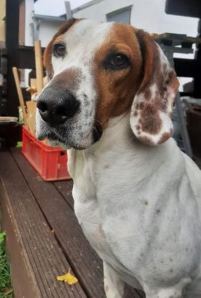 Zack, geb. ca. 10/2022, 23556 Lübeck