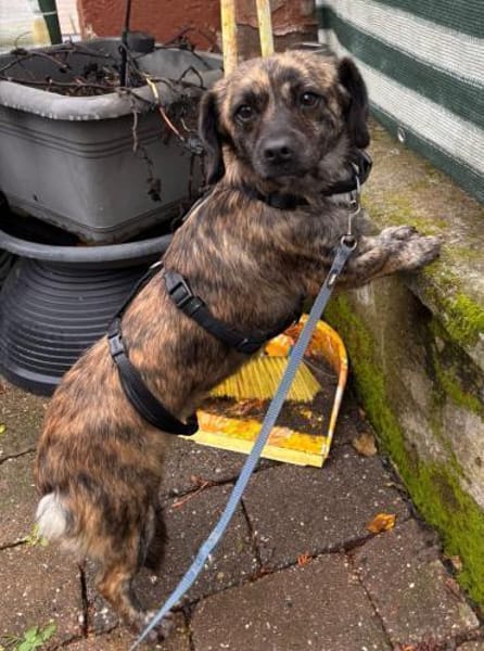 💛 Pepsi  zarte Hundeseele