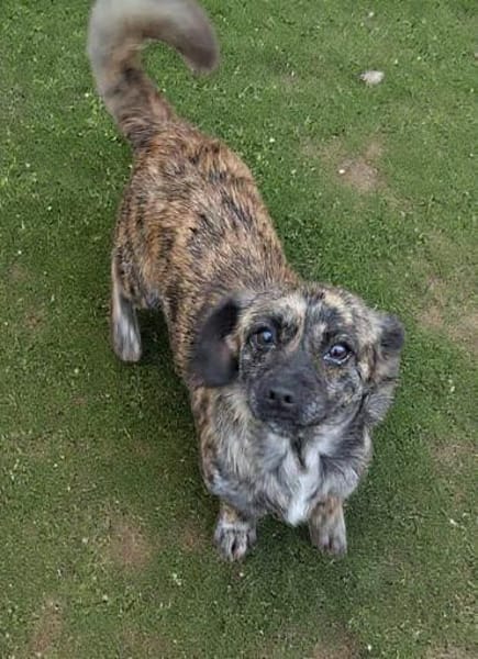 💛 Pepsi  zarte Hundeseele