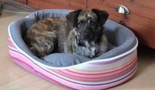 💛 Pepsi  zarte Hundeseele