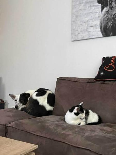 RUBY -ruhige & etwas unsichere Hündin-