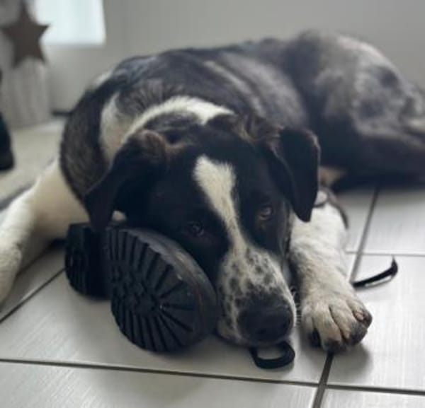 Cooper, geb. ca. 06/2023, Ulm