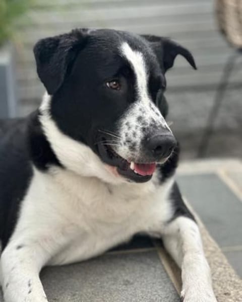 Cooper, geb. ca. 06/2023, Ulm