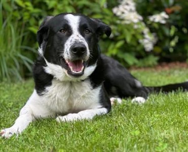 Cooper, geb. ca. 06/2023, Ulm