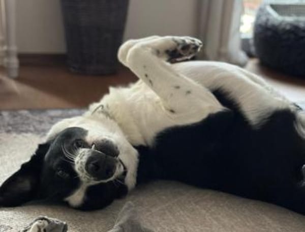 Cooper, geb. ca. 06/2023, Ulm