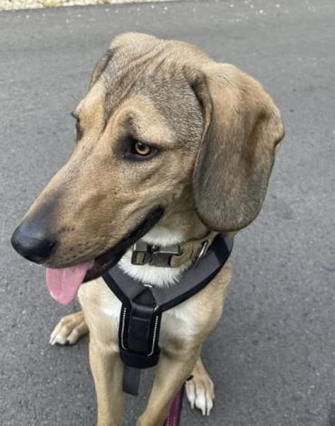 Obi, geb. ca.12/2023, 89081 Ulm-Oststadt