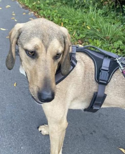 Obi, geb. ca.12/2023, 89081 Ulm-Oststadt