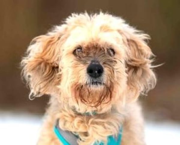 Alfi  - Pechvogel sucht neues Zuhause