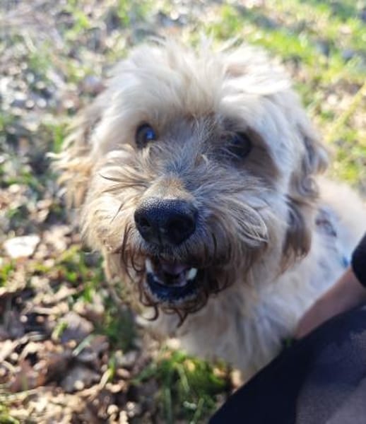 Alfi  - Pechvogel sucht neues Zuhause