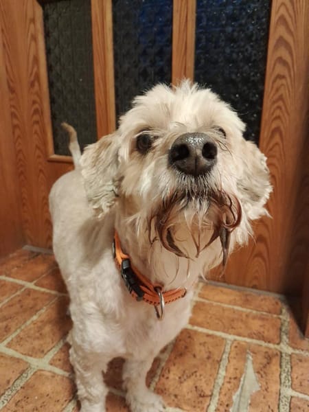 Alfi  - Pechvogel sucht neues Zuhause