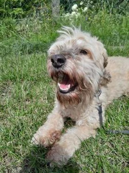 Alfi  - Pechvogel sucht neues Zuhause