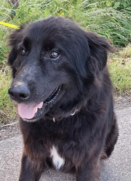 Tobi -  ein Herz auf 4 Pfoten