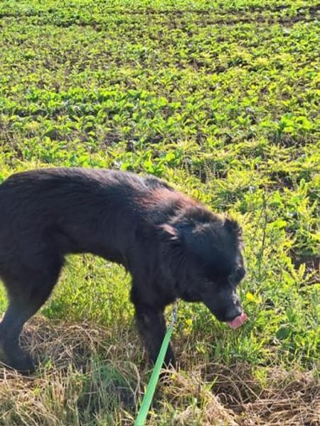 Tobi -  ein Herz auf 4 Pfoten