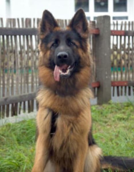 PRETTY DIANA - bildhübsch&intelligent