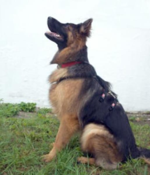 PRETTY DIANA - bildhübsch&intelligent