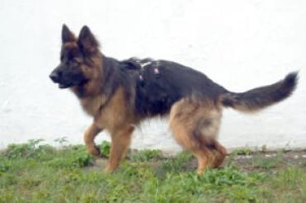 PRETTY DIANA - bildhübsch&intelligent