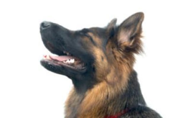 PRETTY DIANA - bildhübsch&intelligent