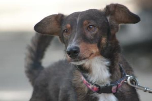 Joshi - freundlich & lieb