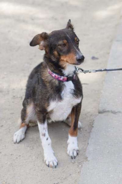 Joshi - freundlich & lieb