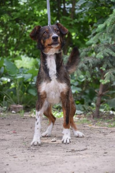 Joshi - freundlich & lieb