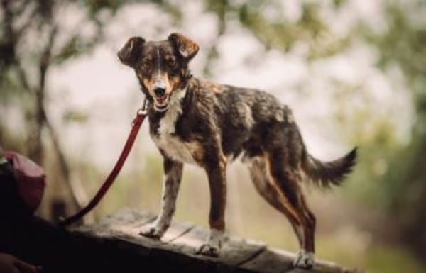 Joshi - freundlich & lieb