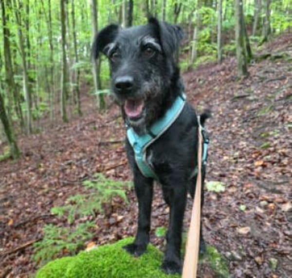 FELICITI - pfiffiges&süßes Hundemädel