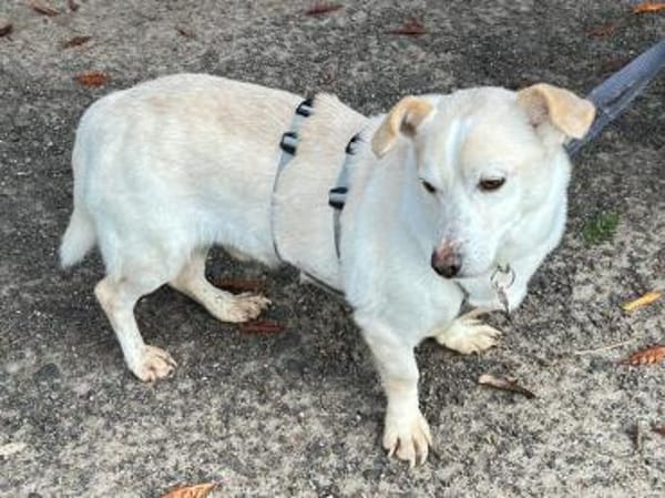 MAMBO-verschmuster Rüde, 33 cm