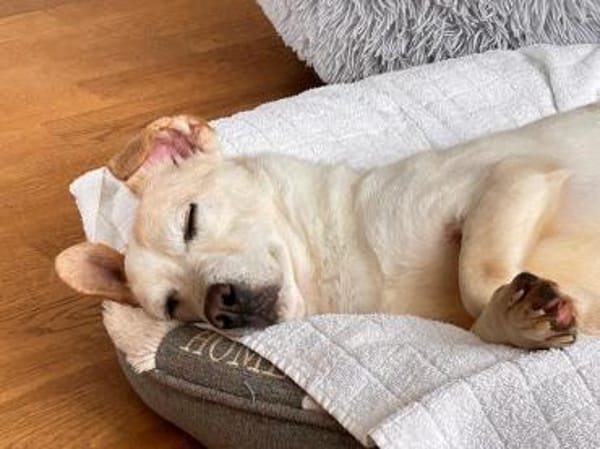 MAMBO-verschmuster Rüde, 33 cm