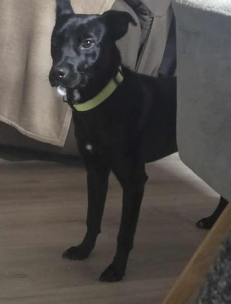 Findus - freundlich und lieb