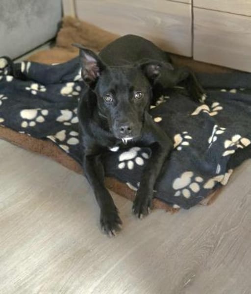 Findus - freundlich und lieb