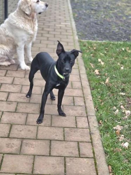 Findus - freundlich und lieb