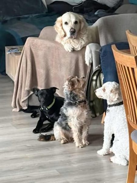 Findus - freundlich und lieb