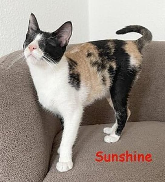 Rainbow und Sunshine - blind, na und?